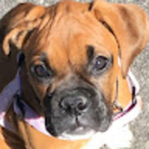 Meet your Posher, Bella